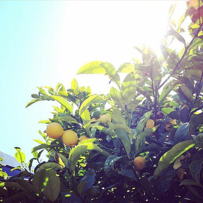 Lemons as Body pH Regulators? - JEM Organics